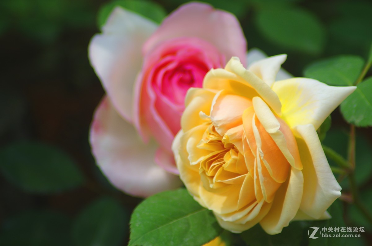 透气之旅 龙虎山大觉山