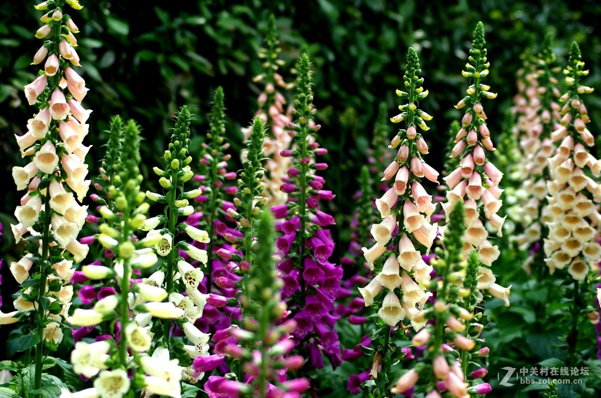 透气之旅 龙虎山大觉山