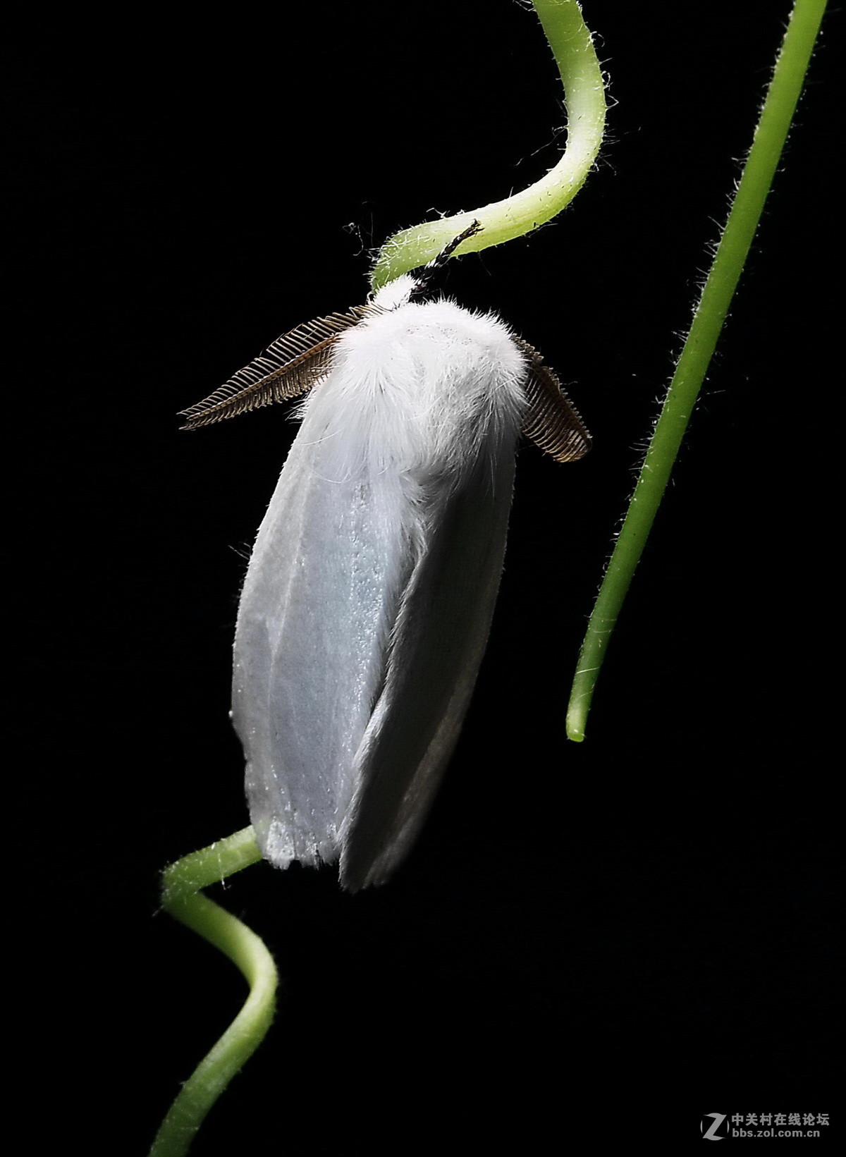 白色飞蛾种类图片