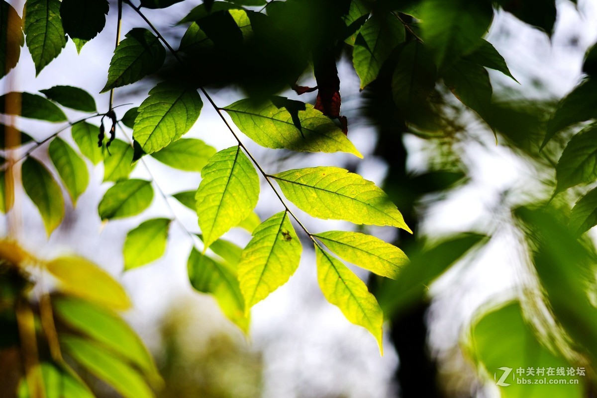 菜鸟入抗750，杂拍一组，求砖。