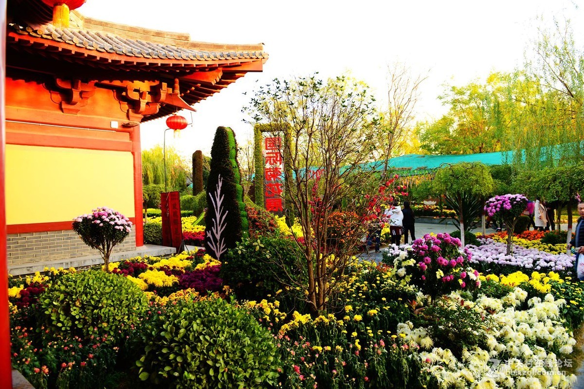 开封市重阳节清明上河园国际菊花展剪影