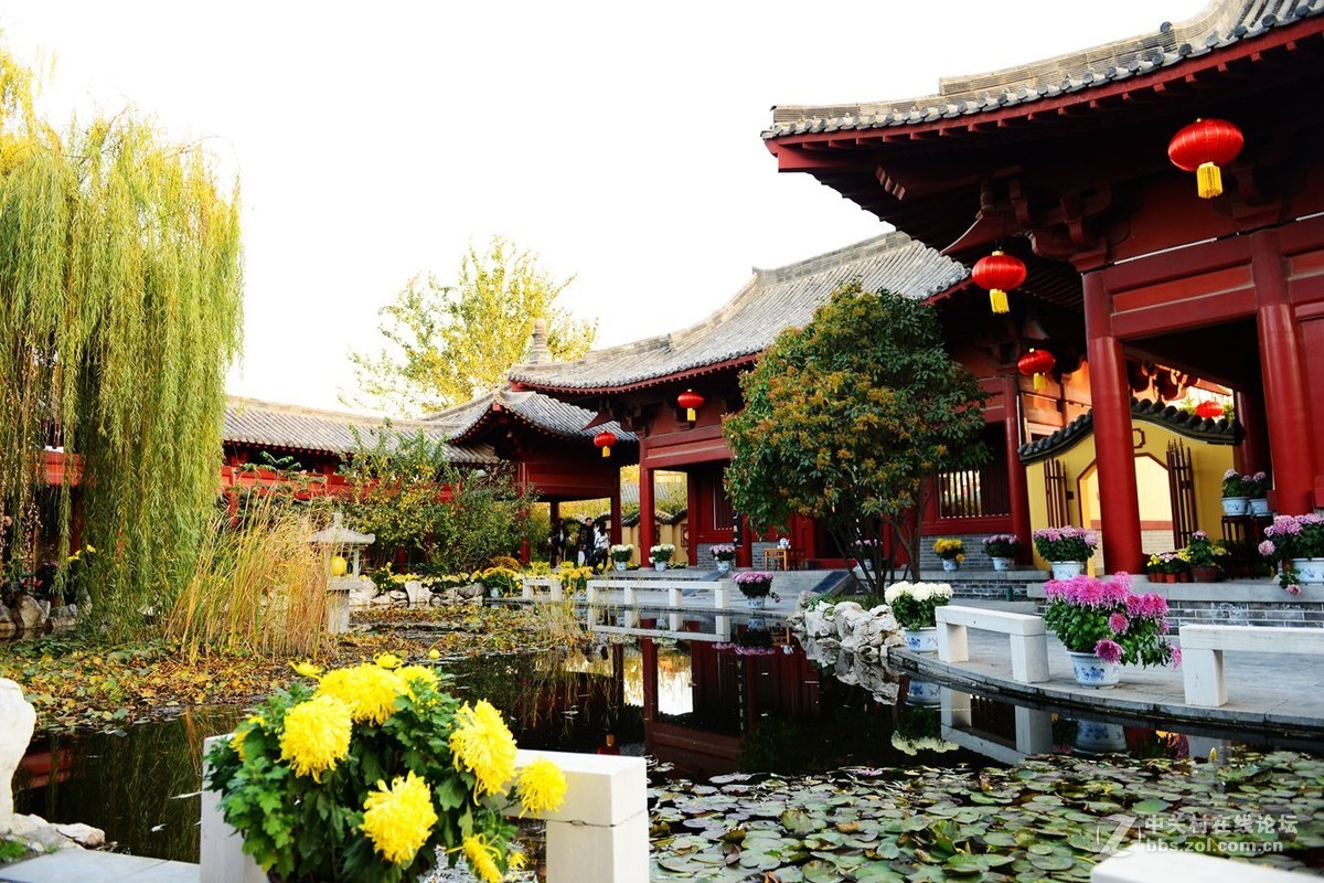 开封市重阳节清明上河园国际菊花展剪影