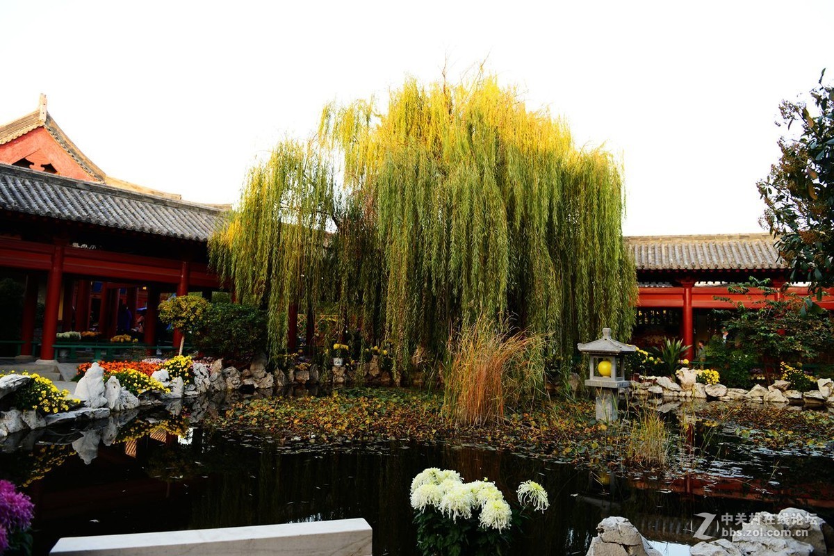 开封市重阳节清明上河园国际菊花展剪影