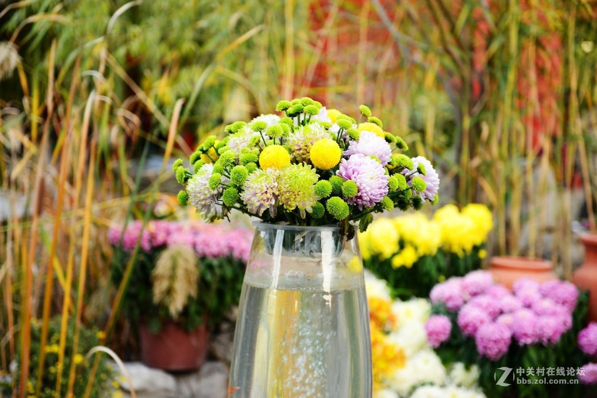 开封市重阳节清明上河园国际菊花展剪影