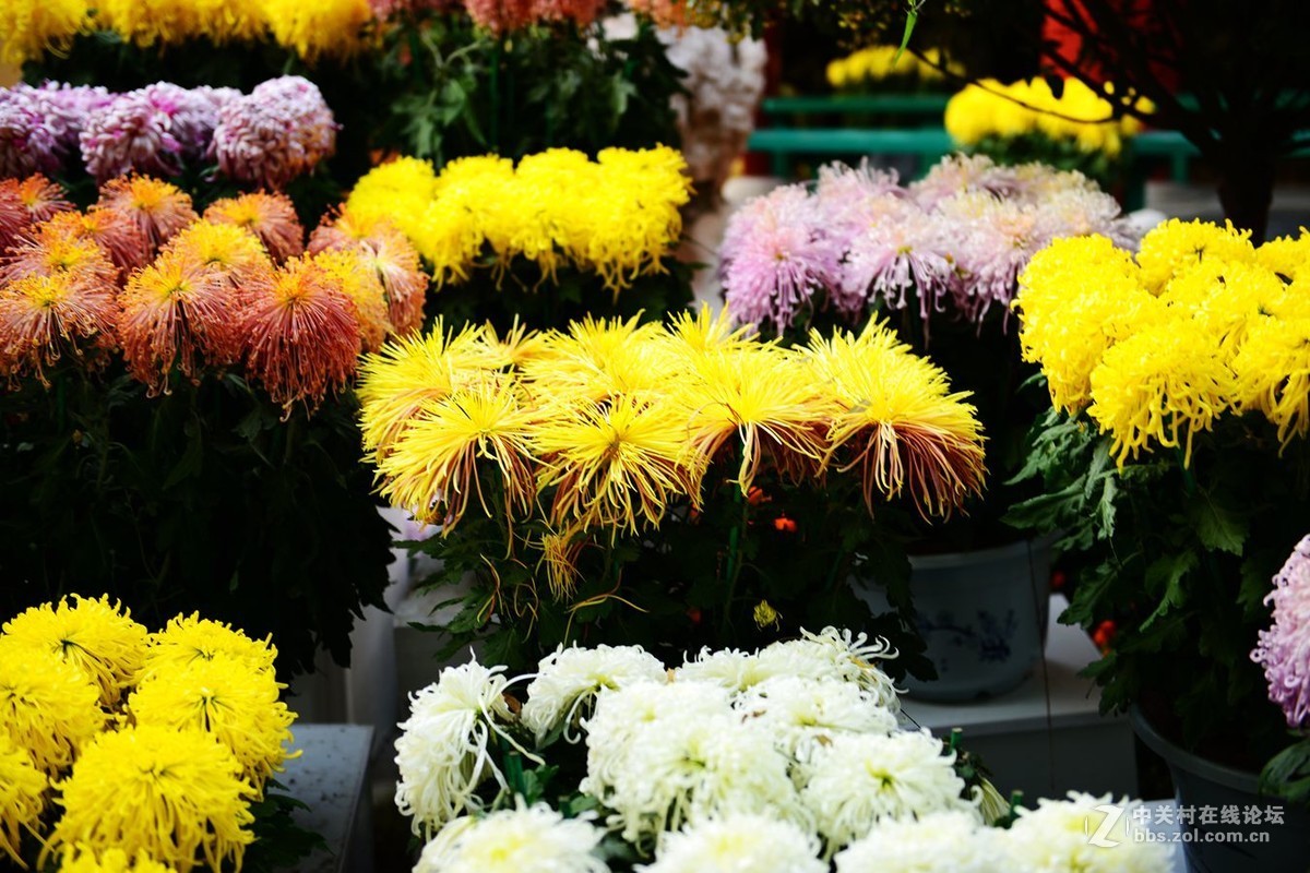 开封市重阳节清明上河园国际菊花展剪影