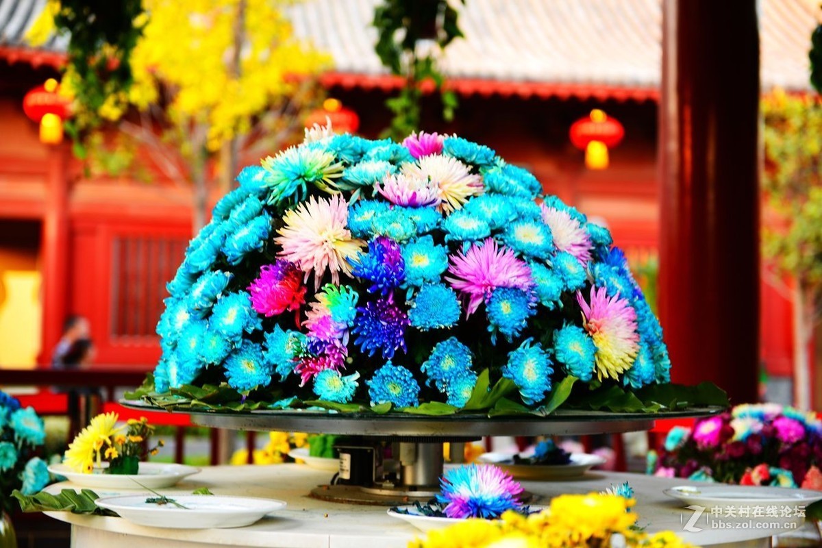 开封市重阳节清明上河园国际菊花展剪影