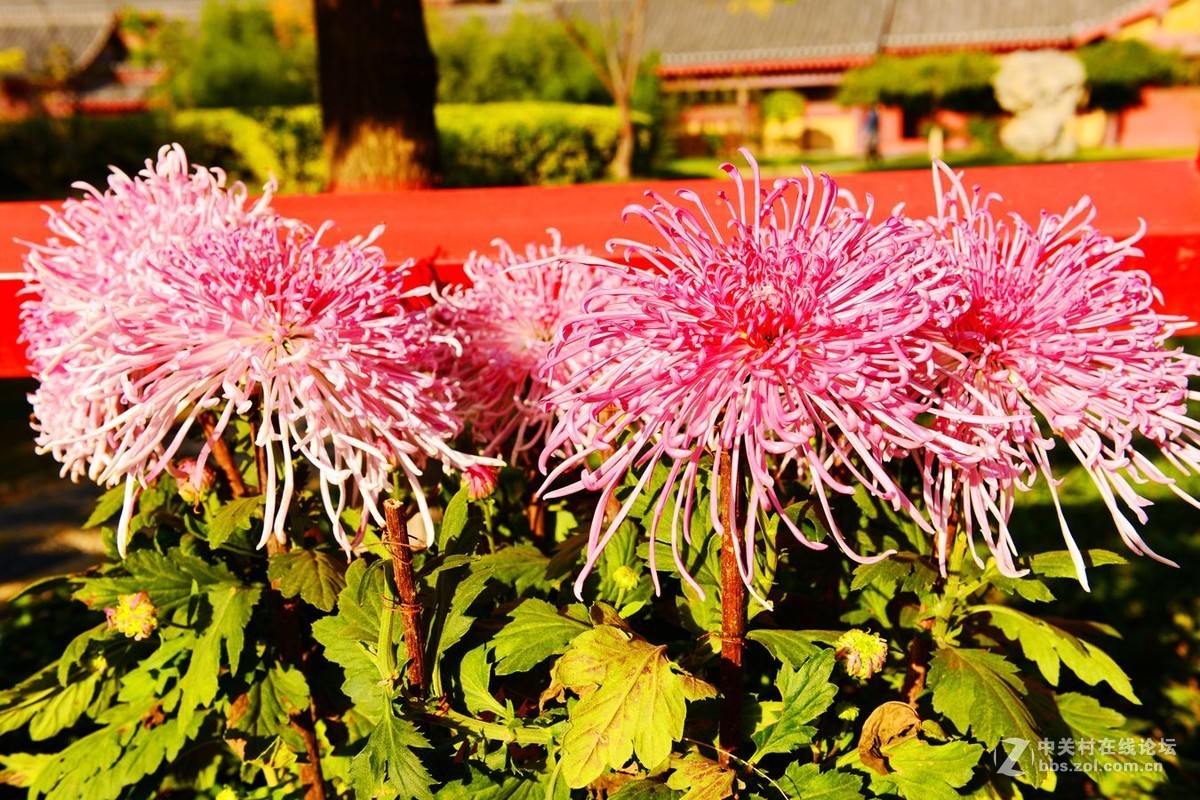 开封市重阳节清明上河园国际菊花展剪影