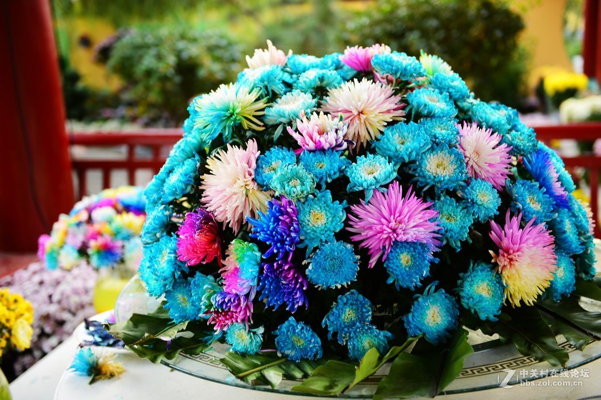 开封市重阳节清明上河园国际菊花展剪影