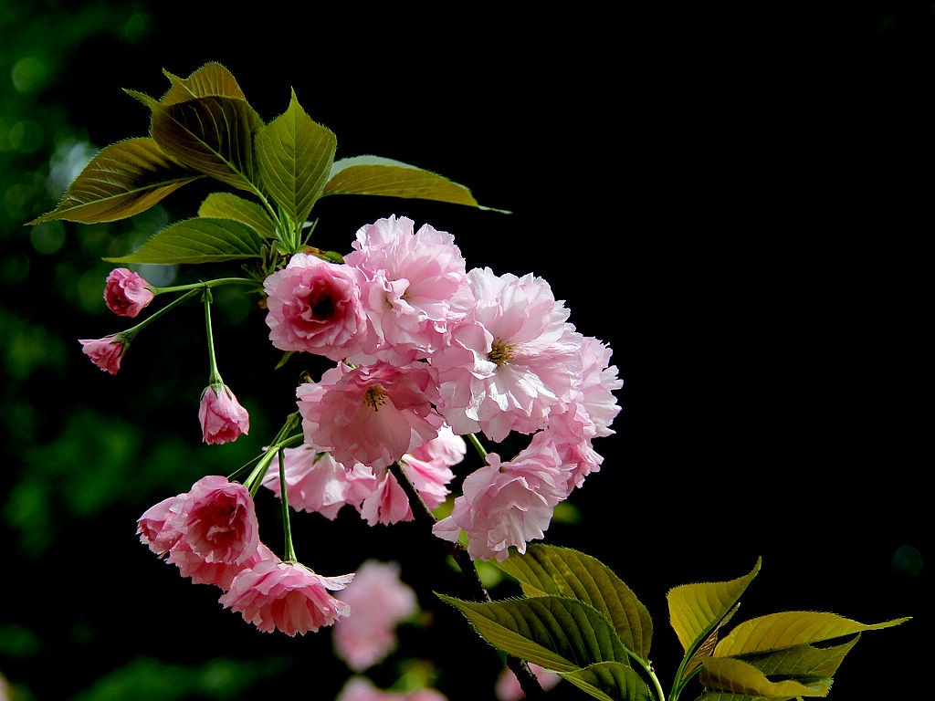 日本晚樱-中关村在线摄影论坛