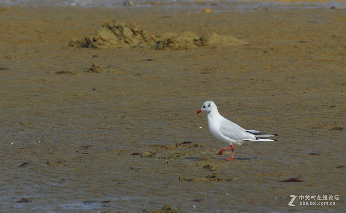 白沙湾的海鸥