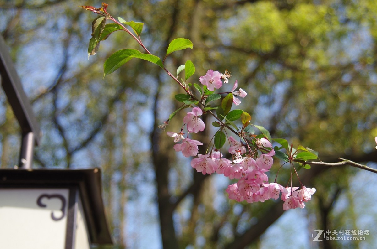 带着FA35-80逛公园随拍