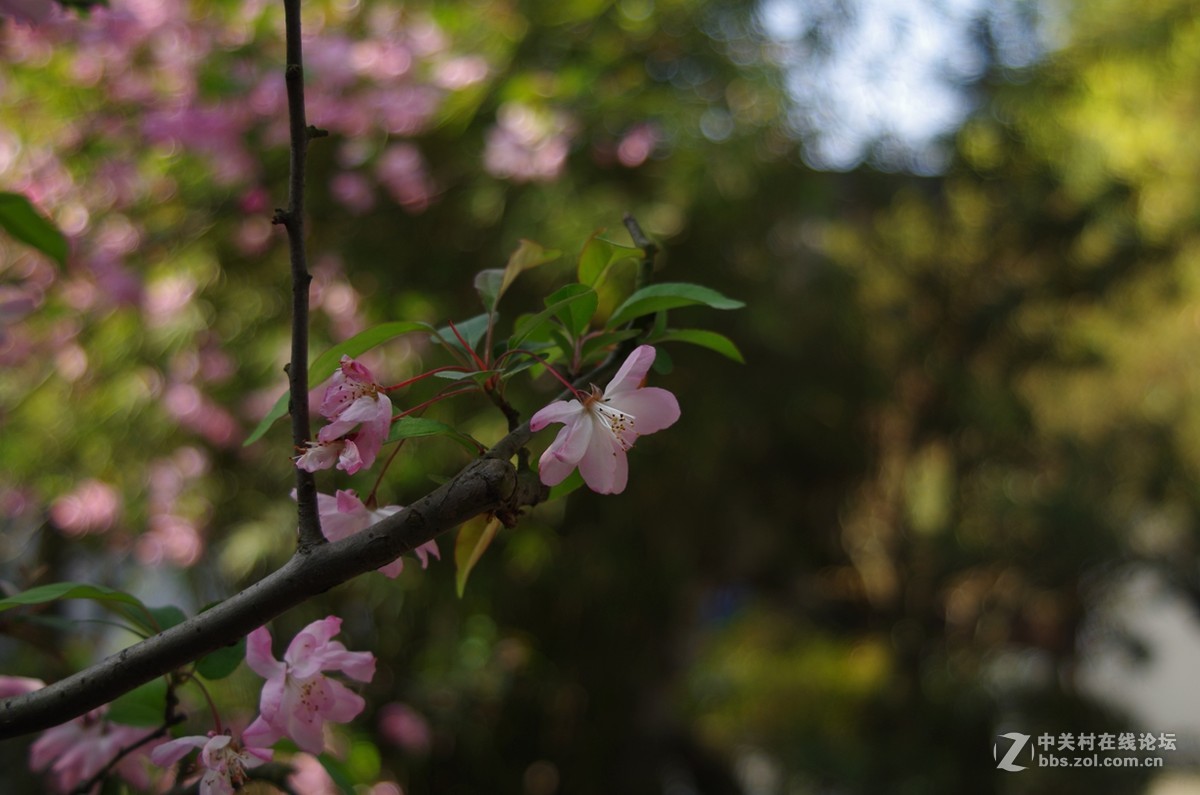 带着FA35-80逛公园随拍