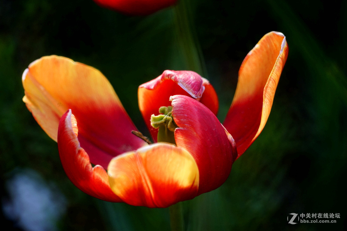 昨天刚进的索尼24--240上两张小片.大家看一看这镜头如何.