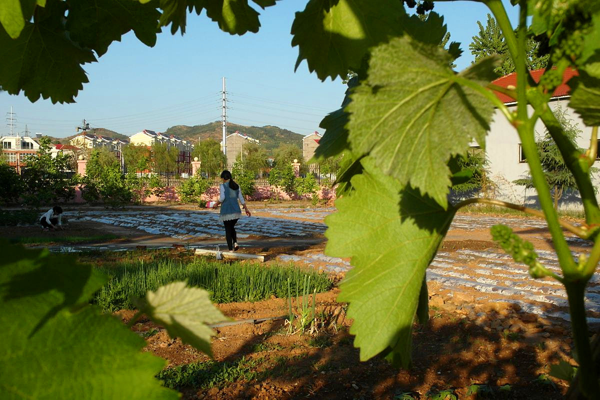 EX1-『种菜』123...11P