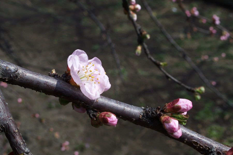 杏花初始开