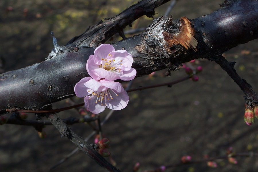 杏花初始开