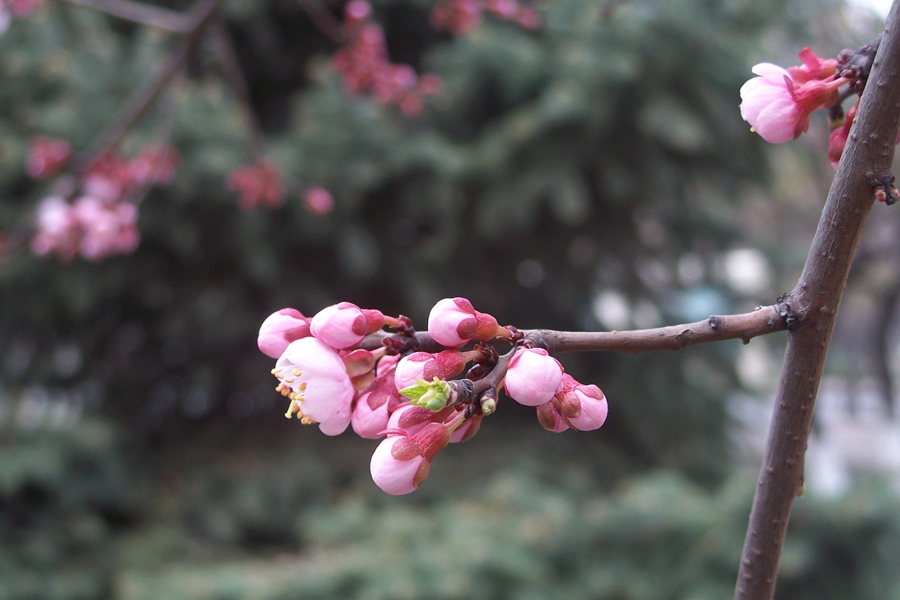 杏花初始开