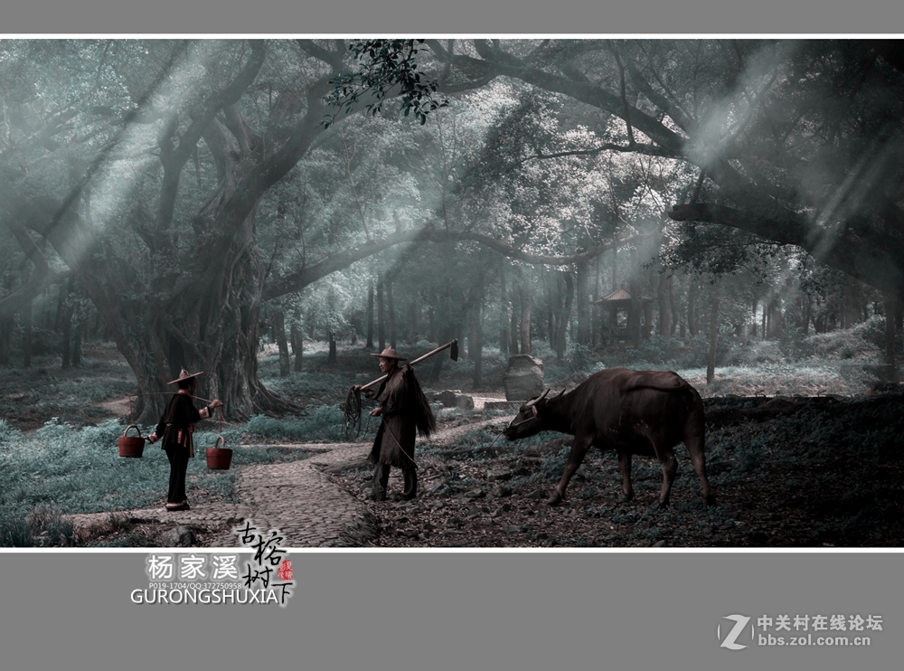 【杨家溪古榕树下】