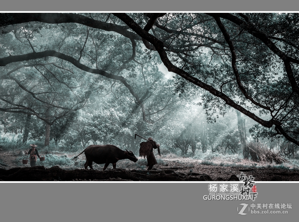 【杨家溪古榕树下】