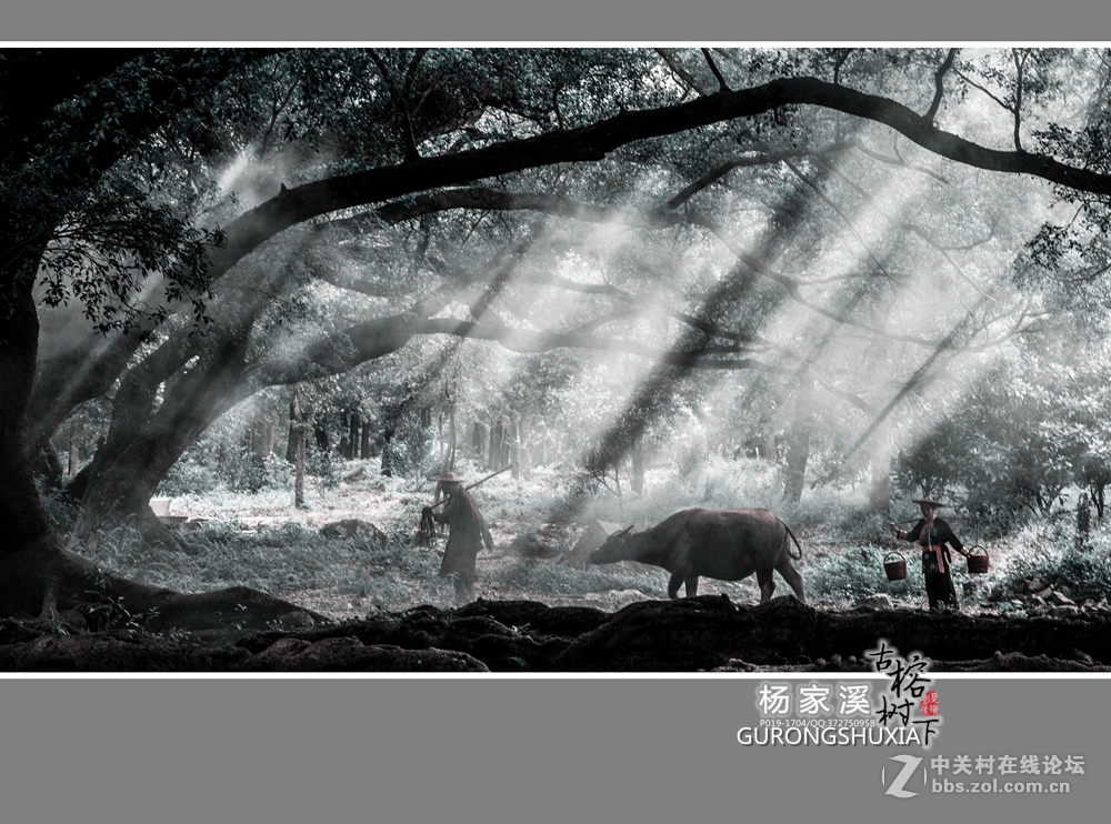 【杨家溪古榕树下】