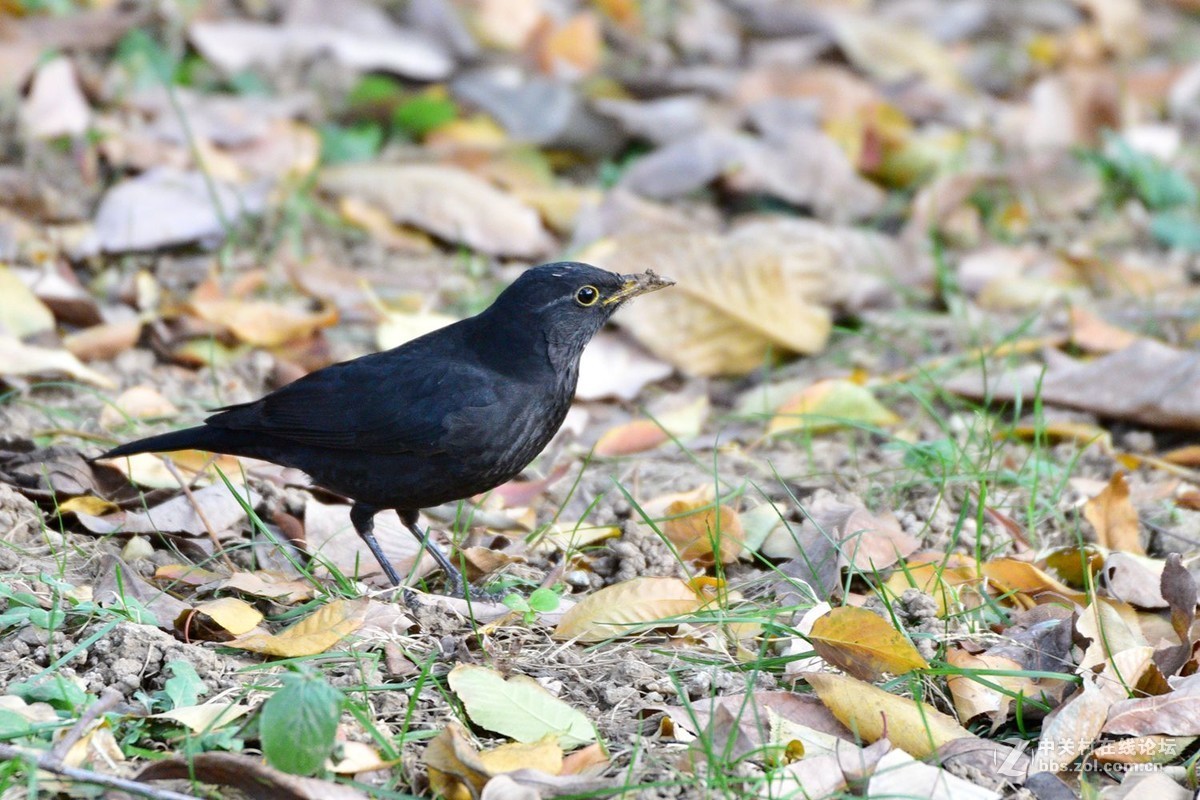 南郊宾馆——乌鸫