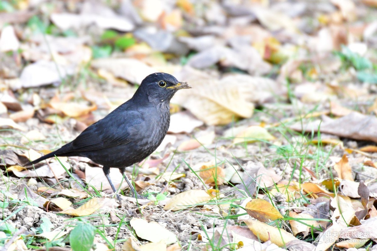 南郊宾馆——乌鸫