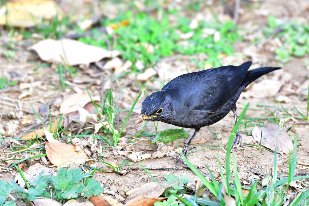 南郊宾馆——乌鸫