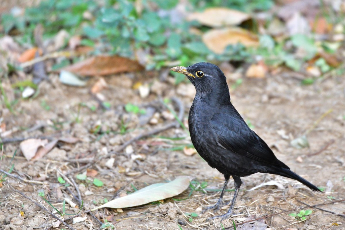 南郊宾馆——乌鸫