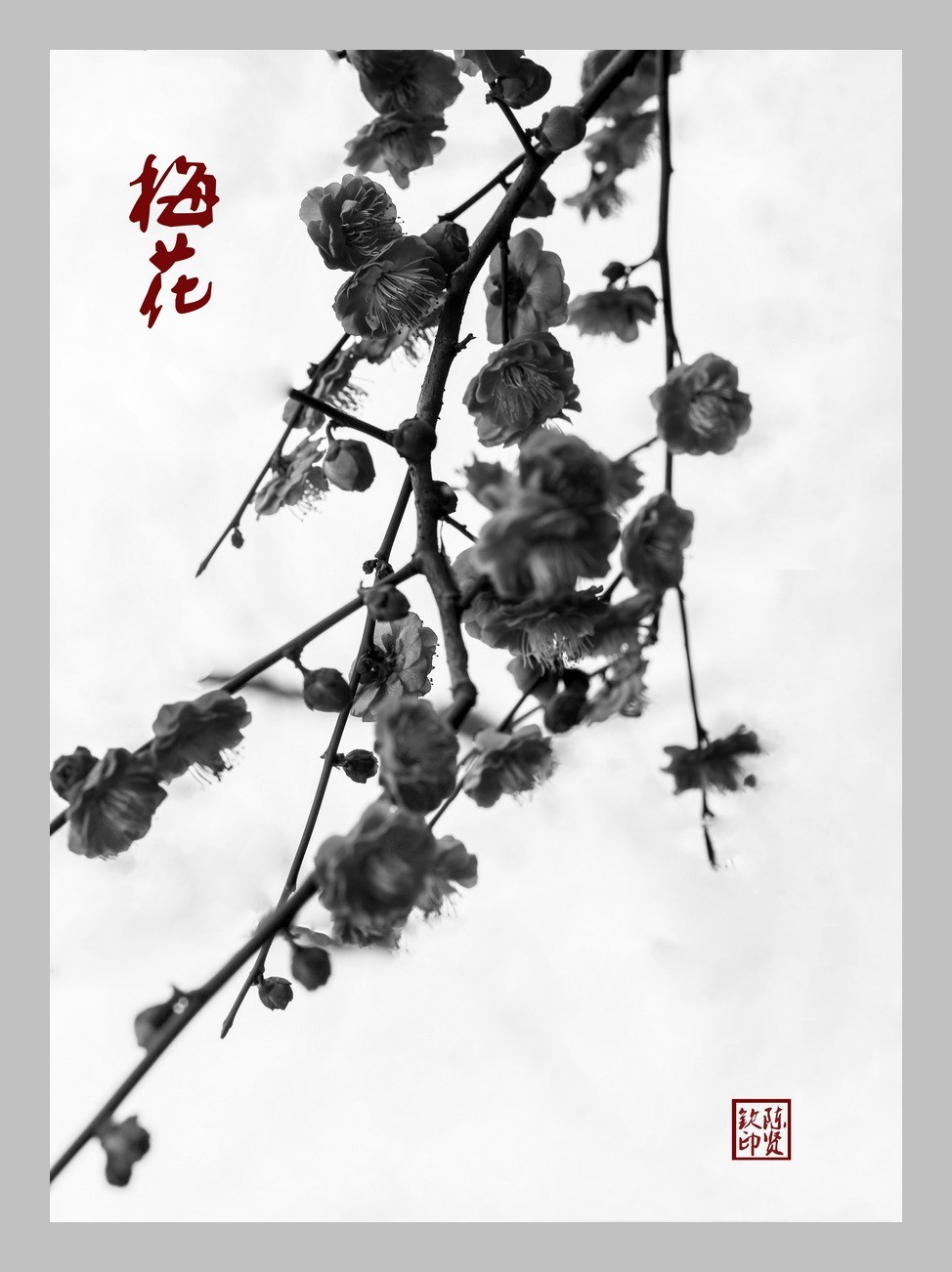 梅花迎春图
