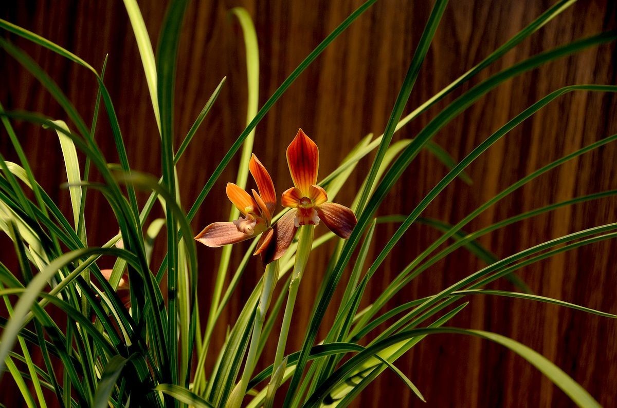 植物园兰花展 ------- 蕙   兰