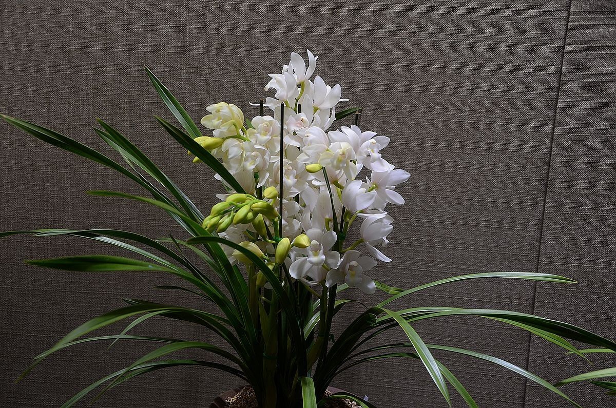 植物园兰花展 ------- 蕙   兰