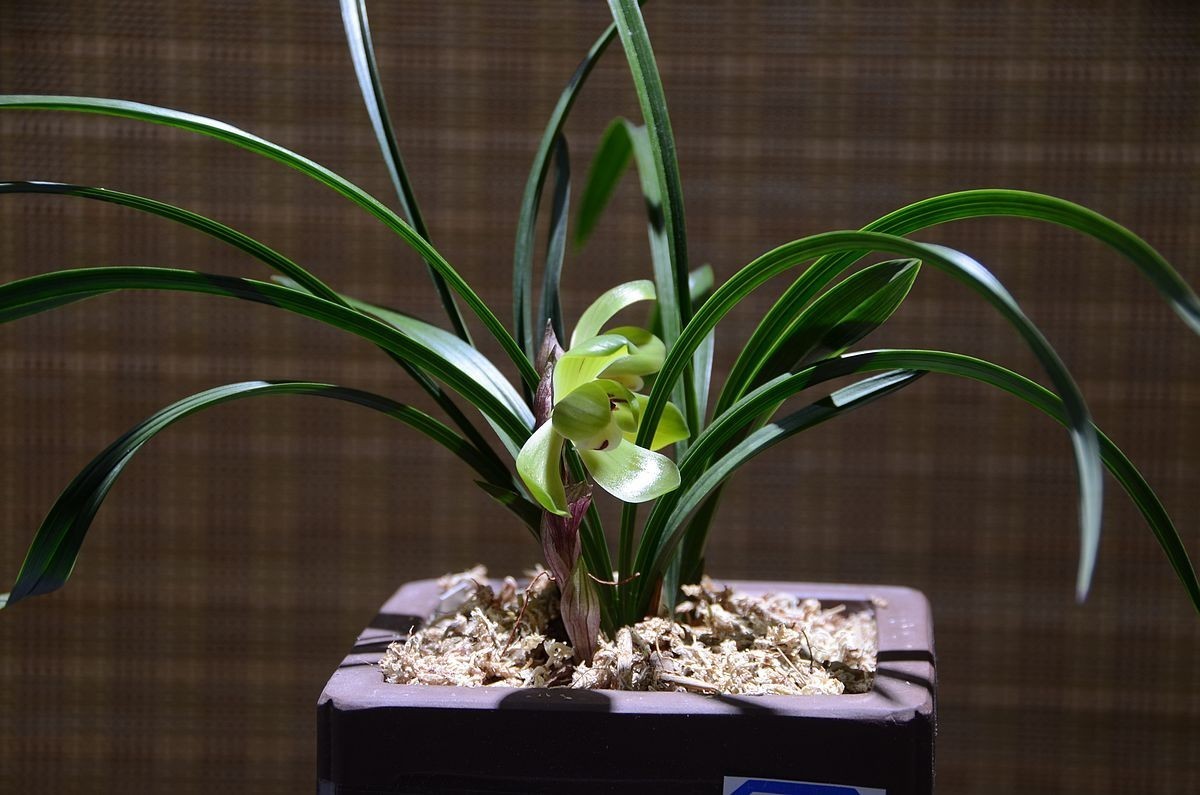 植物园兰花展 ------- 蕙   兰