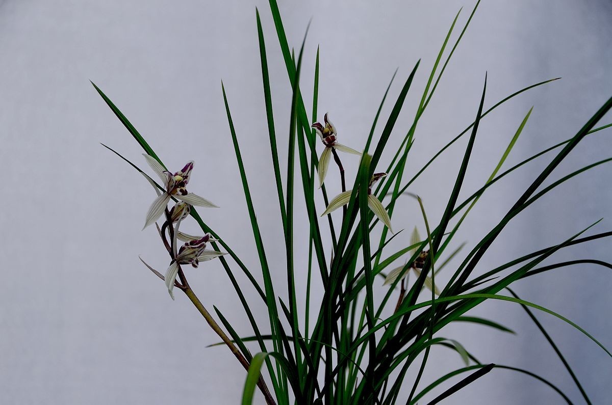 植物园兰花展 ------- 蕙   兰