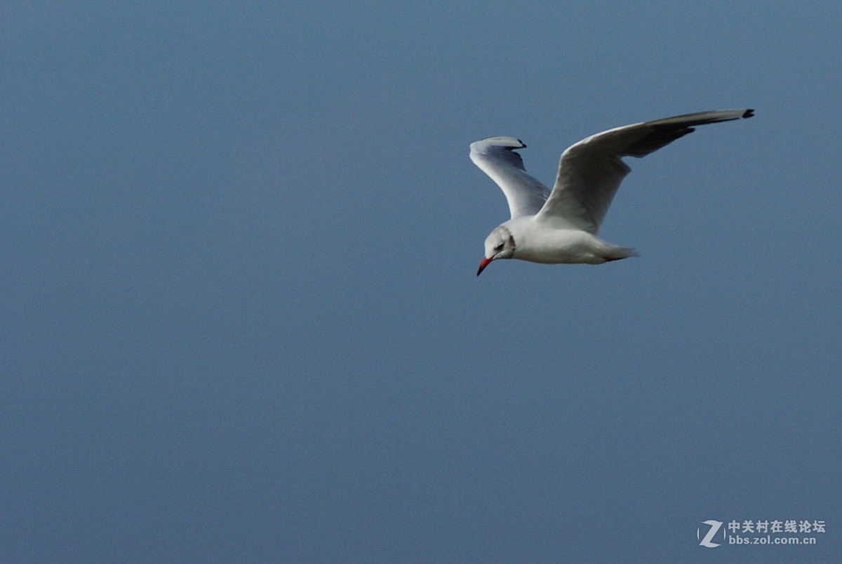 白沙湾的海鸥