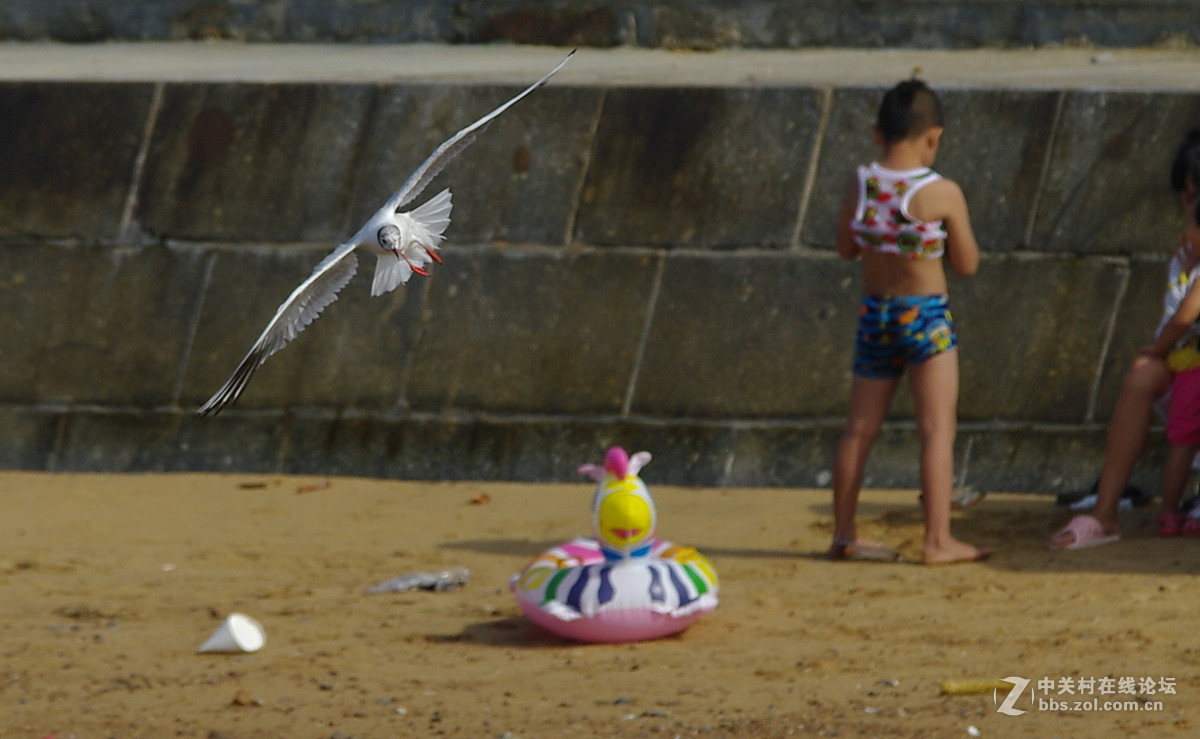 白沙湾的海鸥