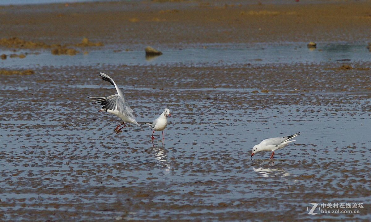 白沙湾的海鸥