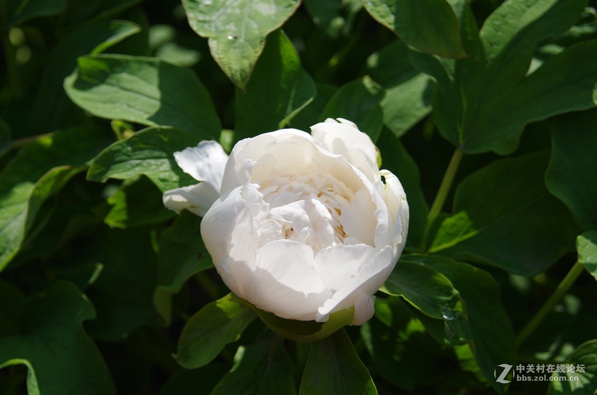 带着FA35-80逛公园随拍