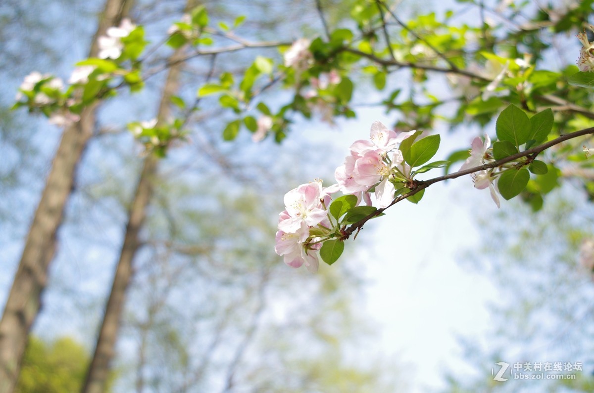 带着FA35-80逛公园随拍