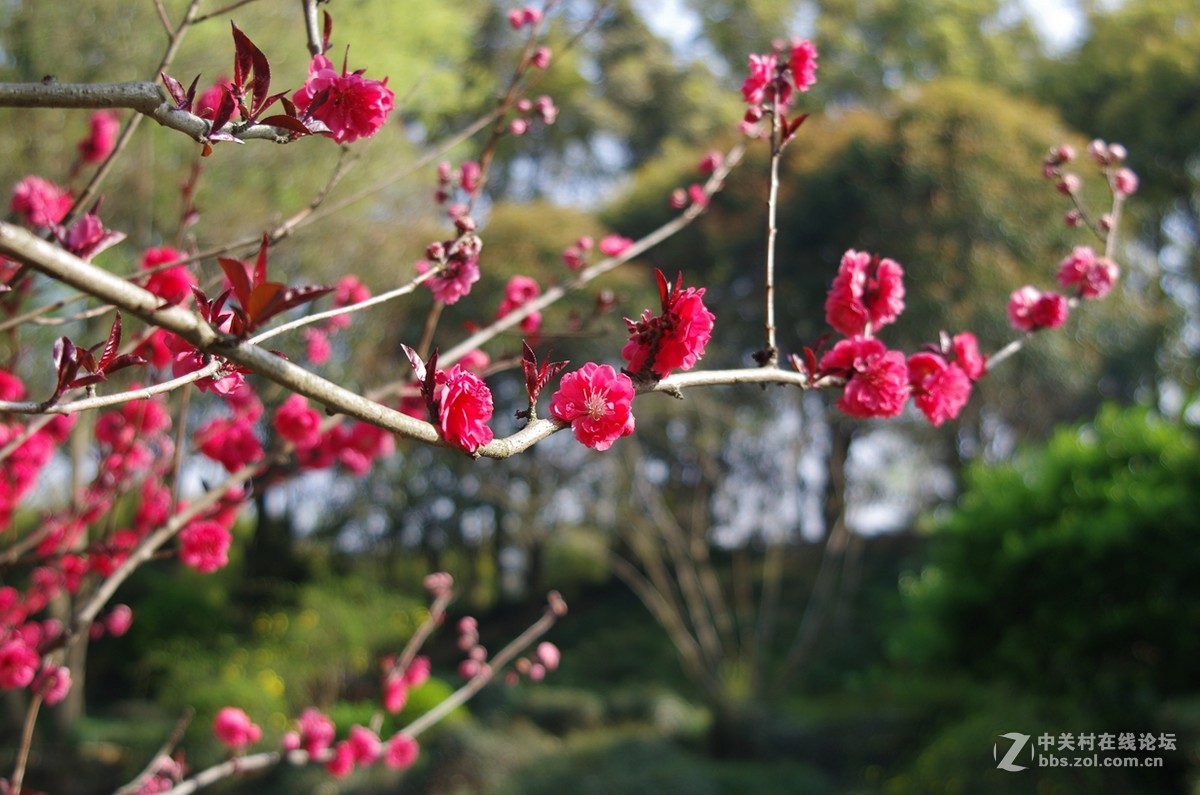 带着FA35-80逛公园随拍