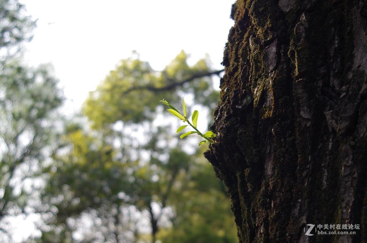带着FA35-80逛公园随拍