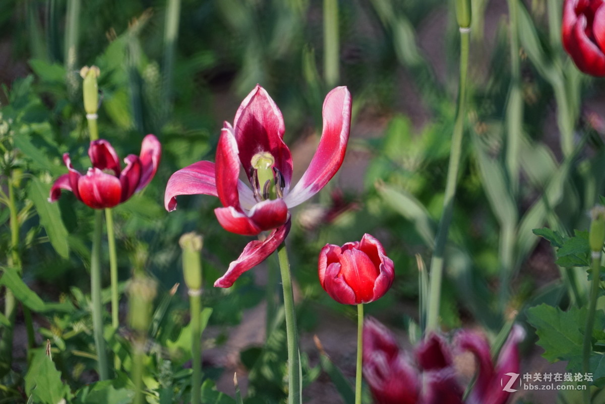 昨天刚进的索尼24--240上两张小片.大家看一看这镜头如何.