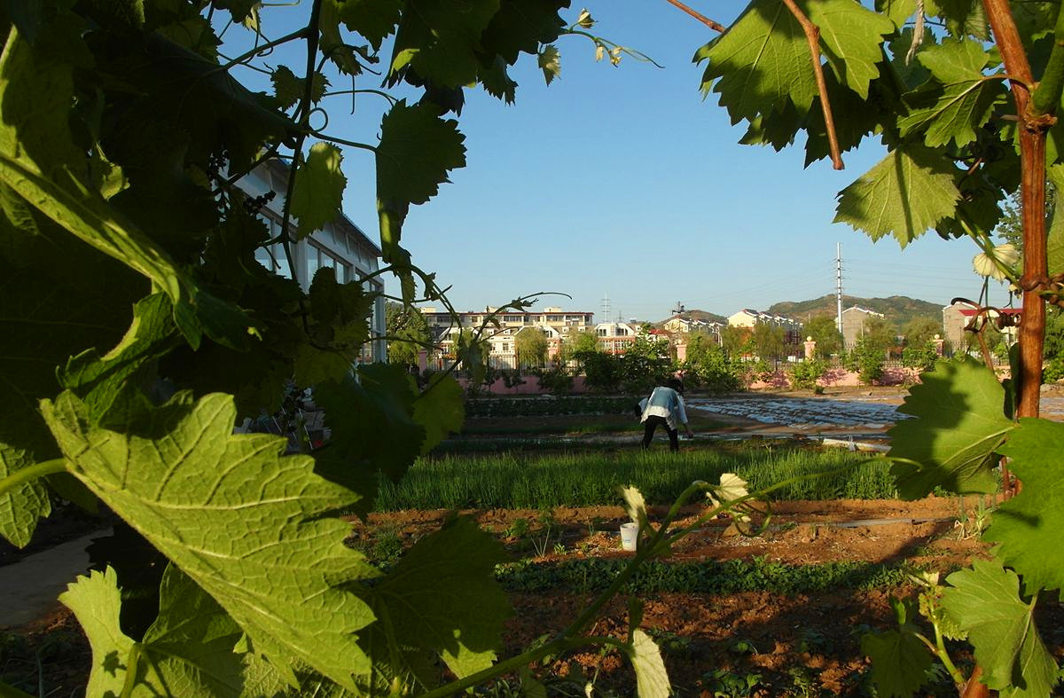 EX1-『种菜』123...11P