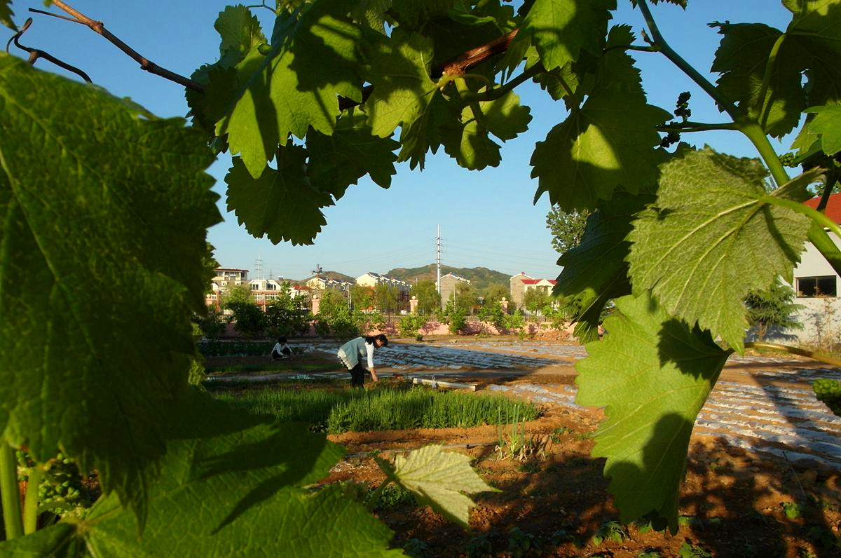 EX1-『种菜』123...11P