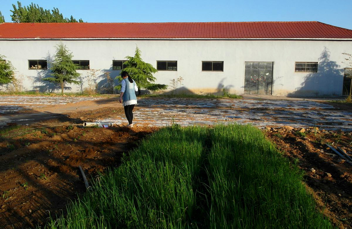 EX1-『种菜』123...11P