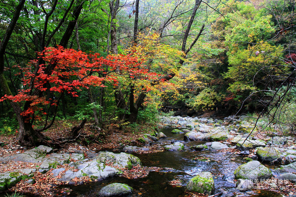 《枫叶初红关门山》
