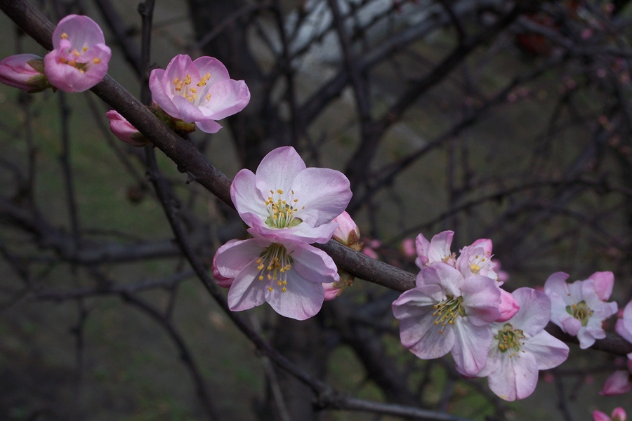 杏花初始开