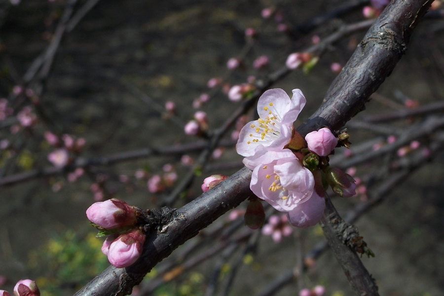 杏花初始开