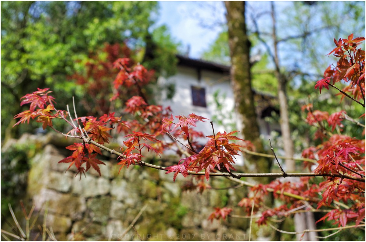 黄山红叶