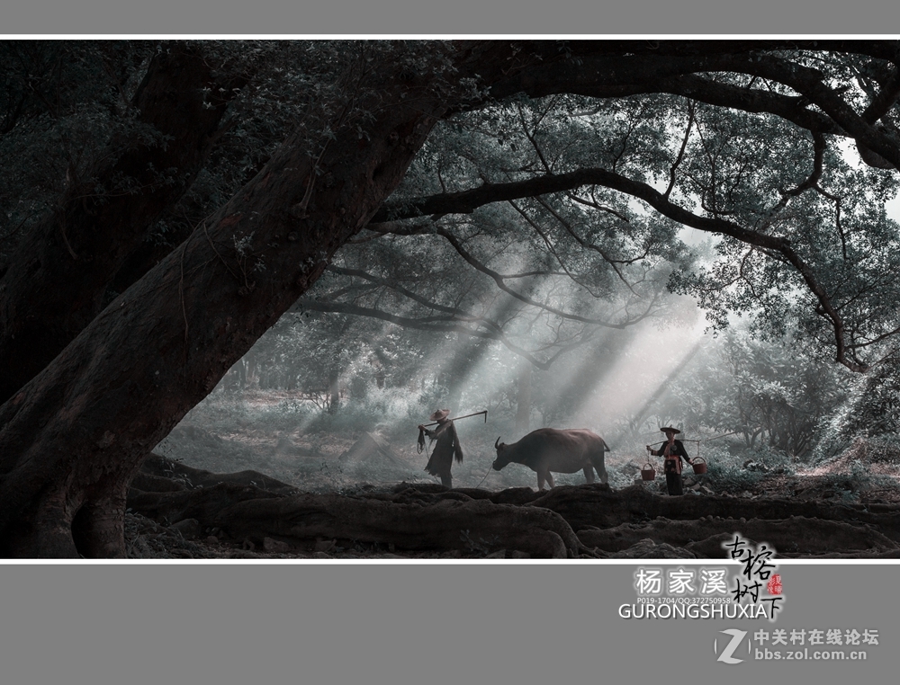 【杨家溪古榕树下】