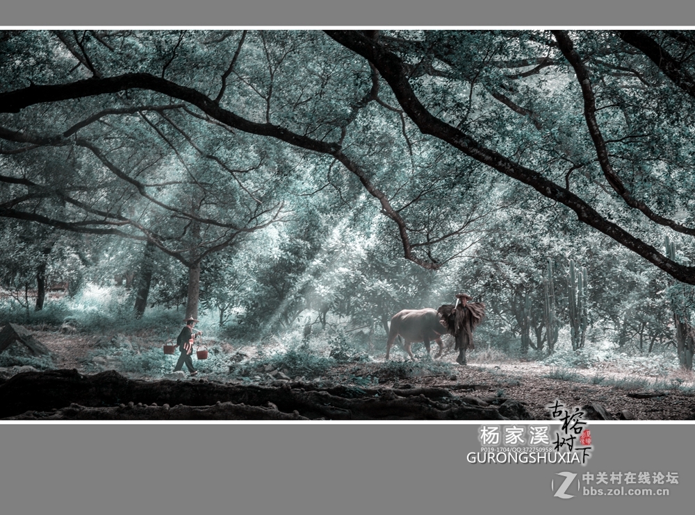 【杨家溪古榕树下】